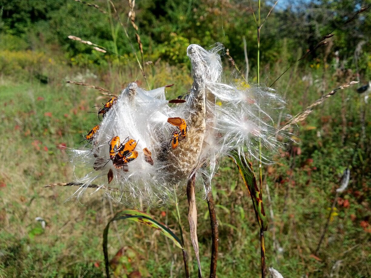 Dried Milkweed pods expelling the seed in hopes to catch a ride on the passing breeze. The black and orange bugs (appropriately called Milkweed bugs) are feasting on the oils of the Milkweed seeds.