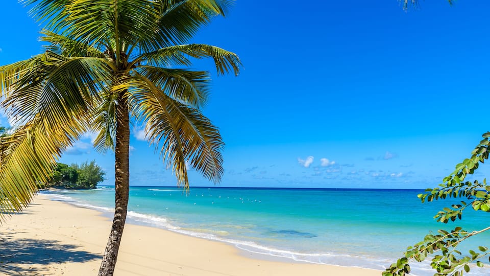 A beach with clear turquoise water, a palm tree, and a clear blue sky.