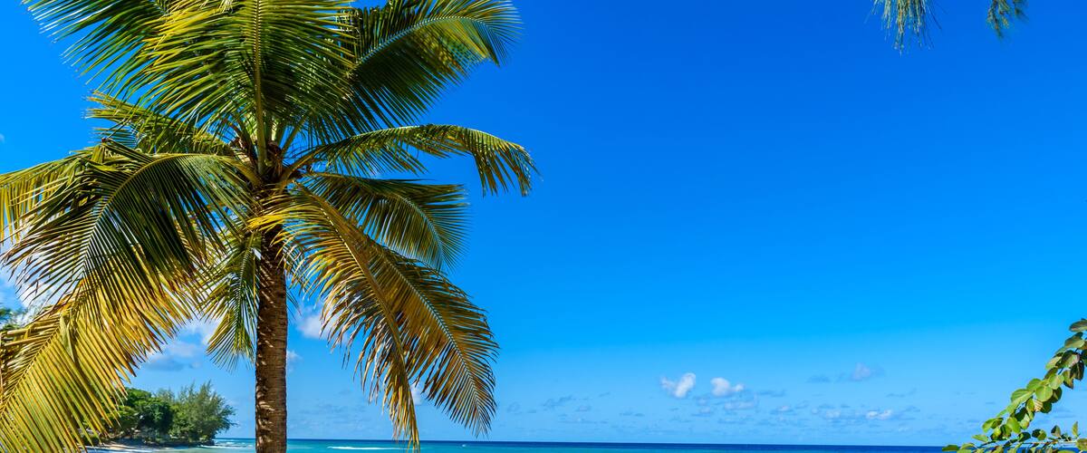 A beach with clear turquoise water, a palm tree, and a clear blue sky.
