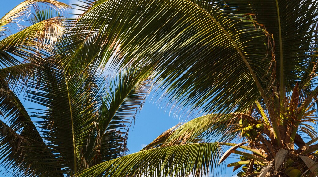 Barbados Bathsheba Beach