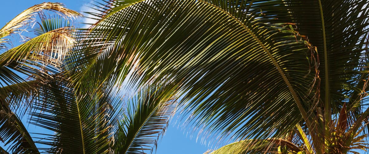 Eine große Felsformation, umgeben von Palmen und dem Meer.