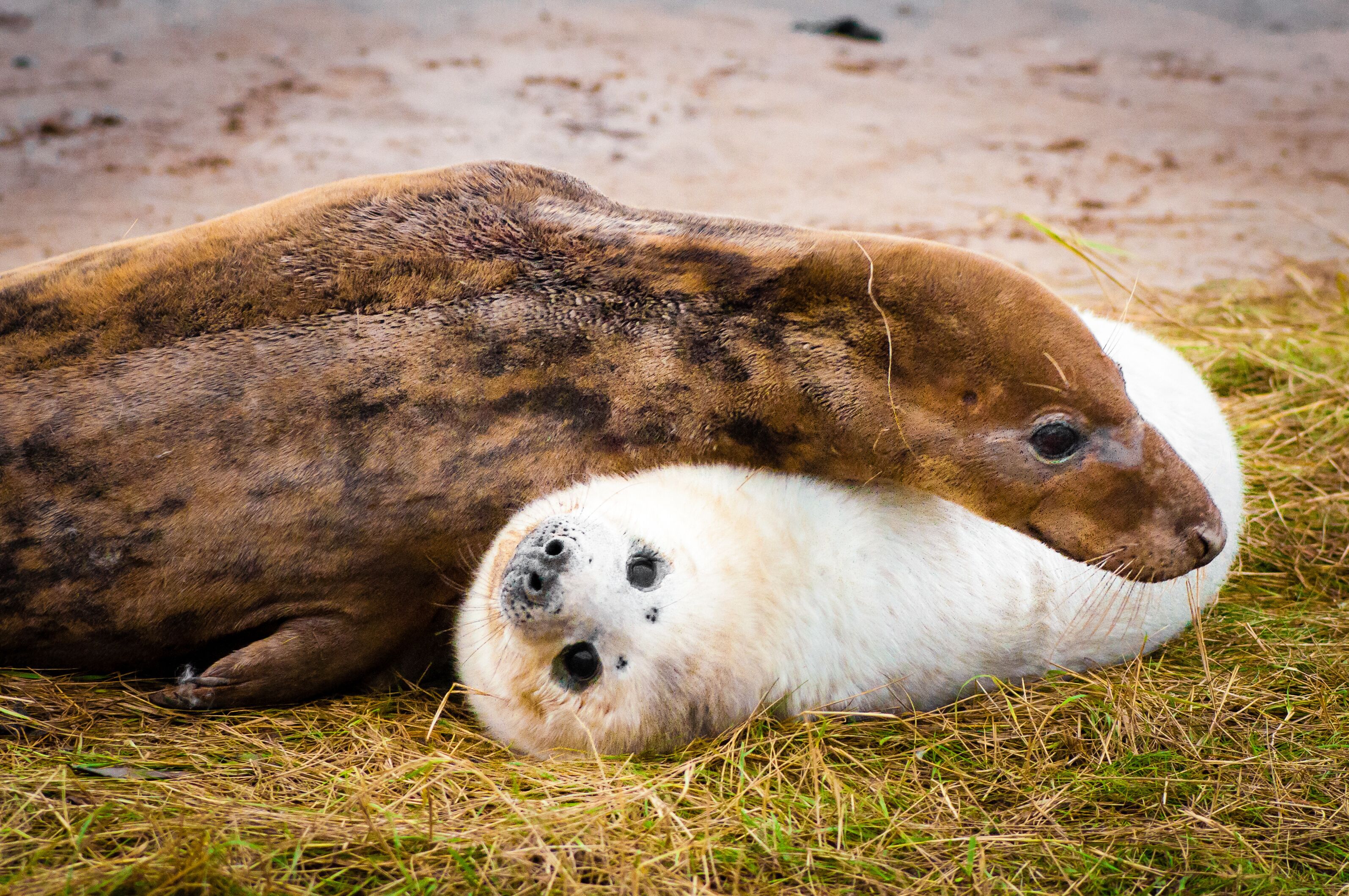 Seals lying on the beach at Donna Nook Seal Colony, UK