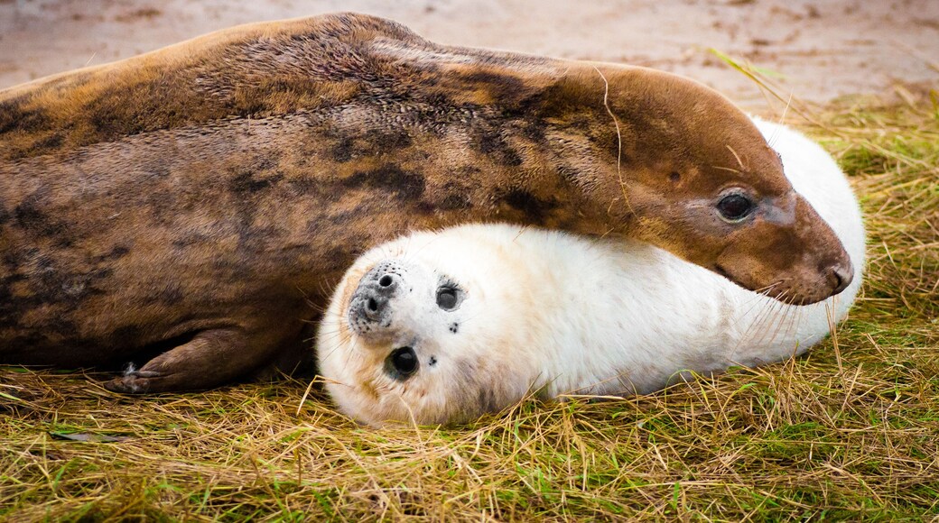 Seals lying on the beach at Donna Nook Seal Colony, UK