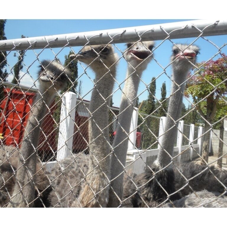 Large herbal plantation with ostrich farm!