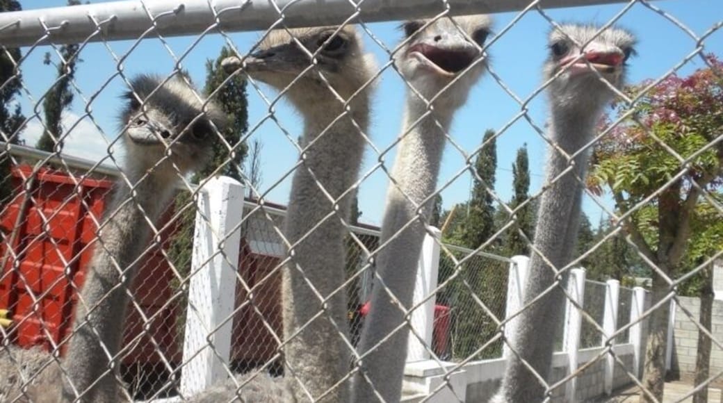 Large herbal plantation with ostrich farm!