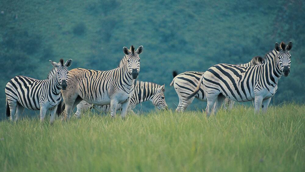 A group of zebras in a grassy field with a forested background.