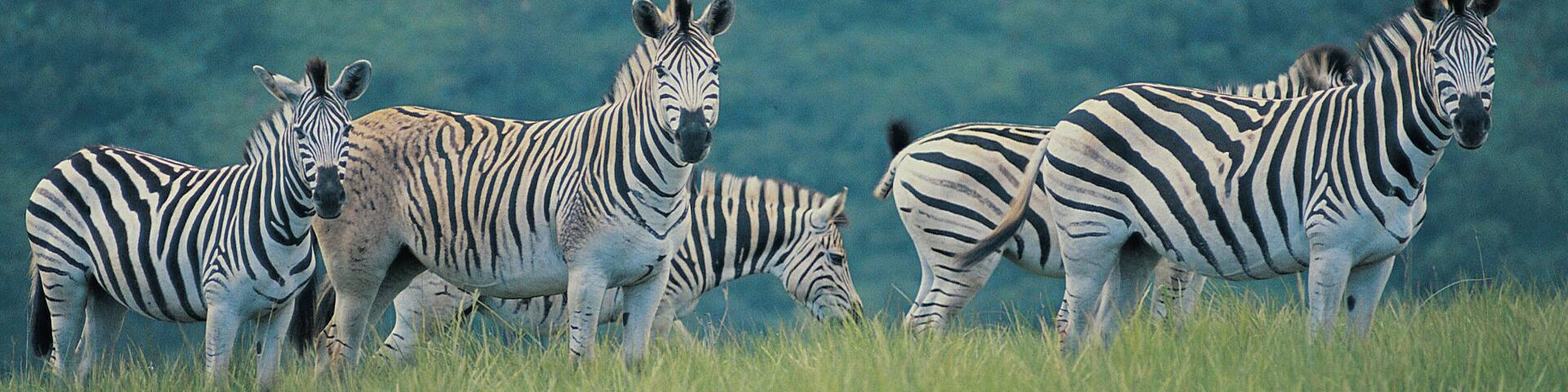Herd of Burchell,s Zebra (Equus burchelli), Umfolozi Game Reserve, South Africa