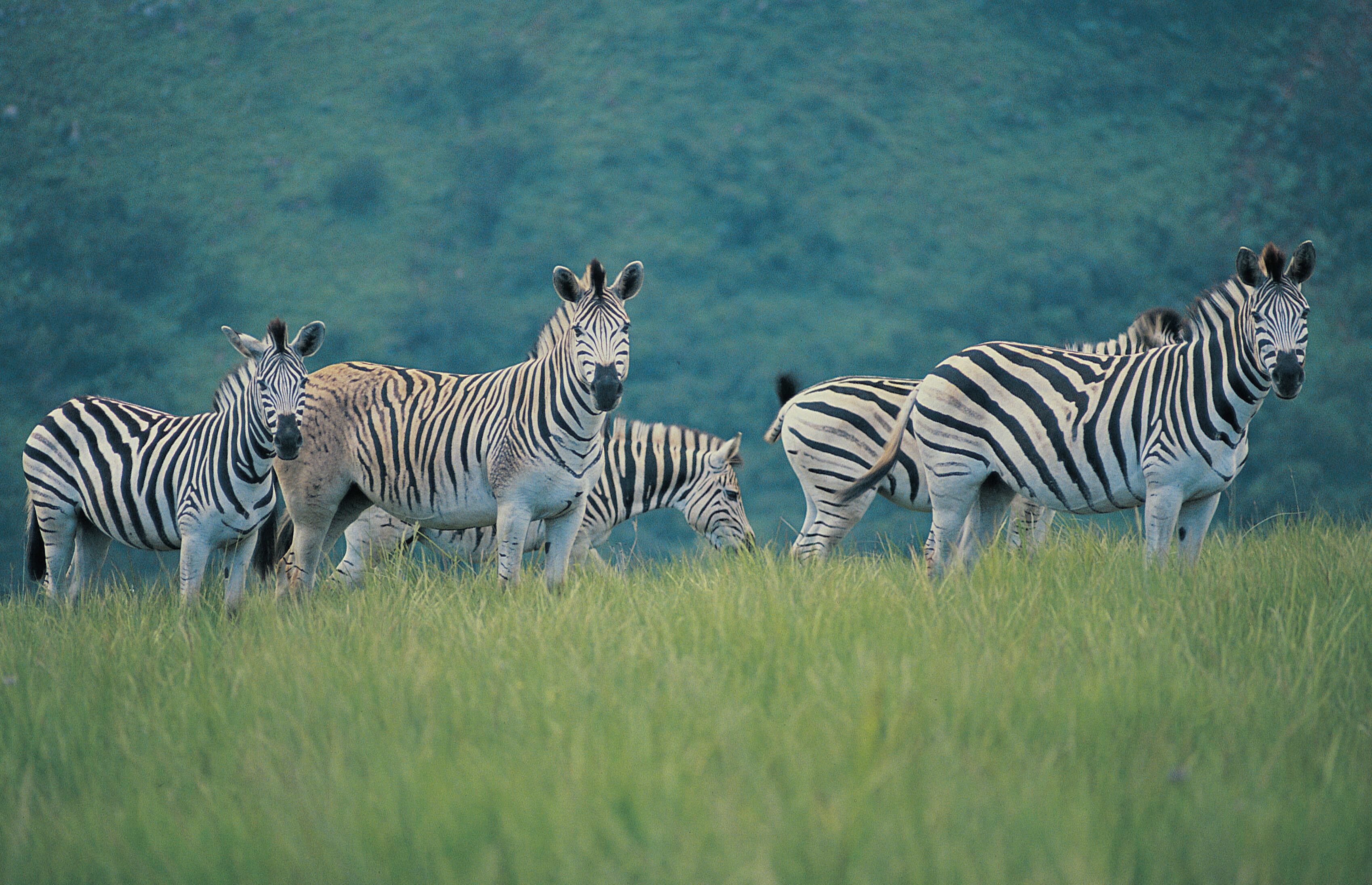 A group of zebras in a grassy field with a forested background.