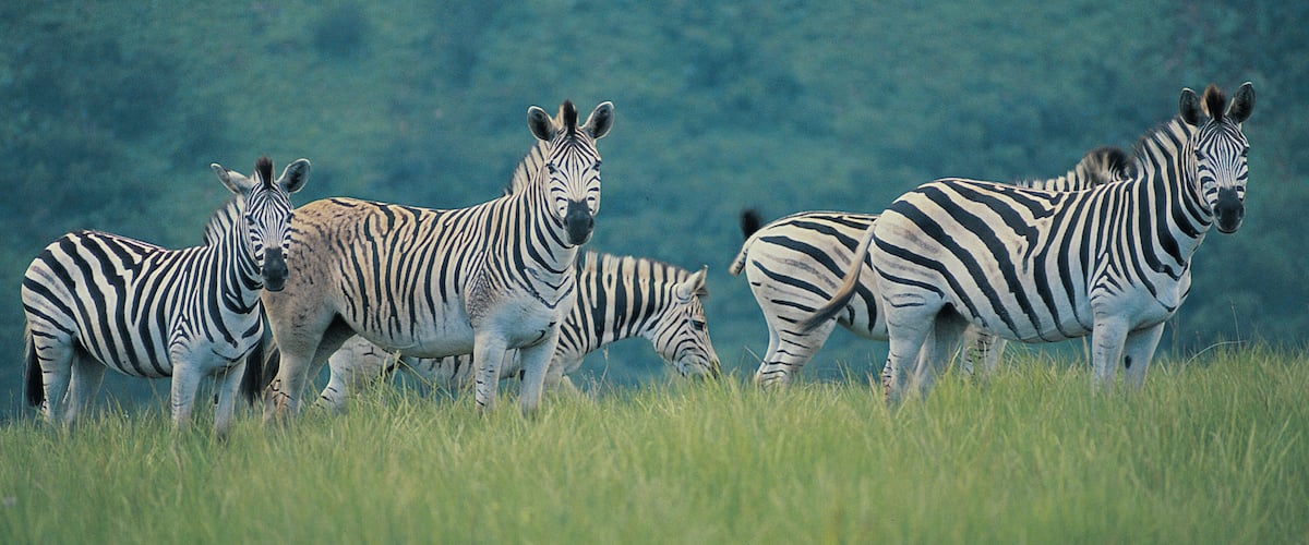 A group of zebras in a grassy field with a forested background.