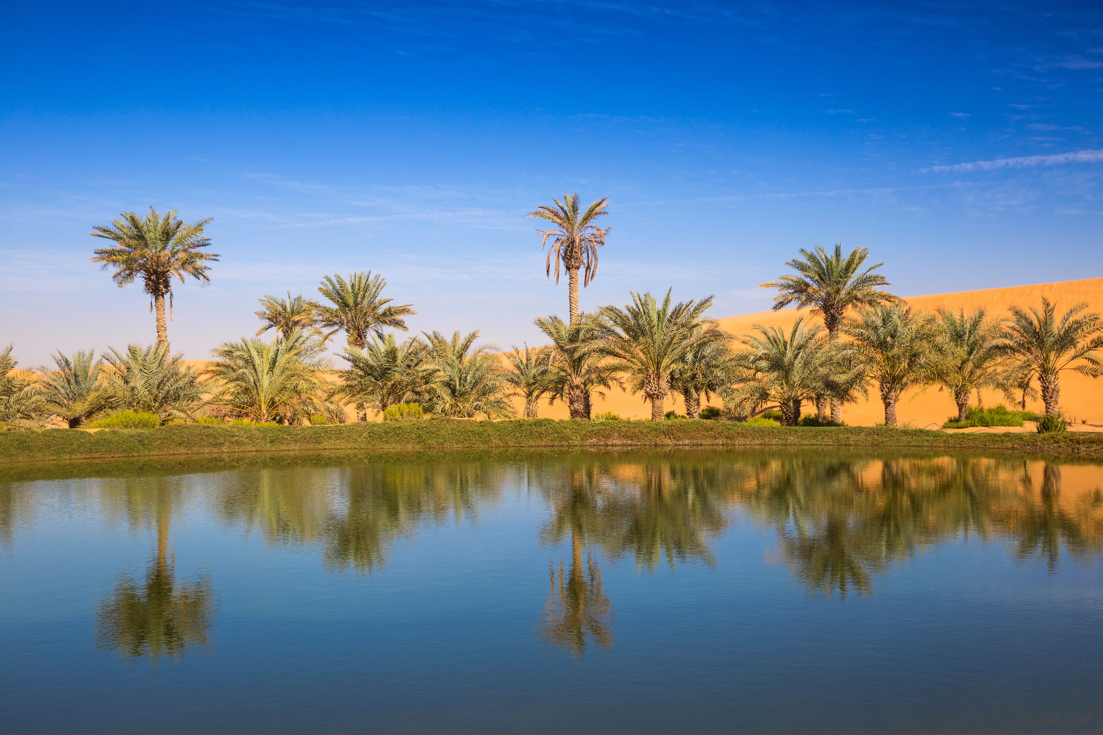 A desert landscape with palm trees and a calm body of water reflecting the trees.