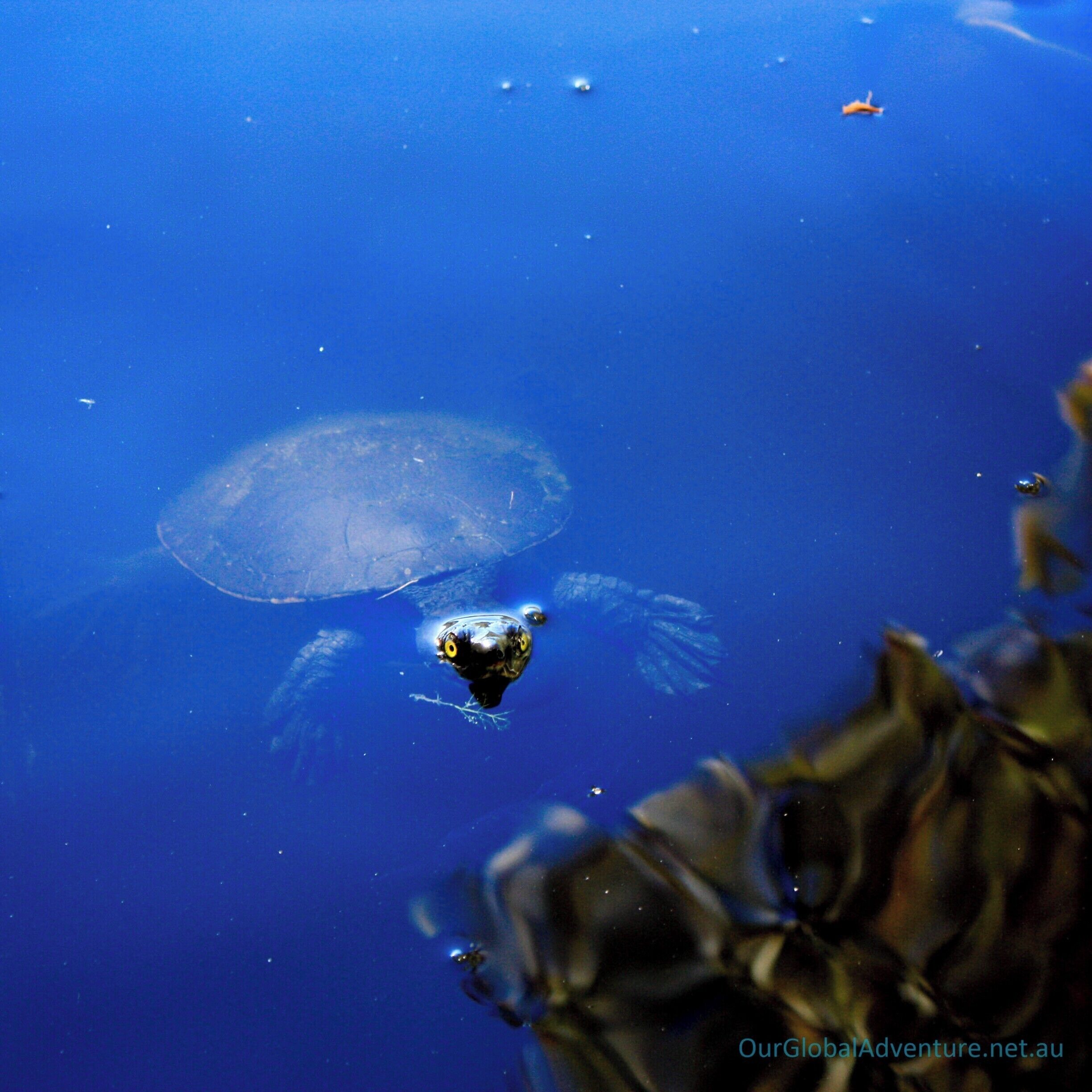 Fraser Islands fresh water lakes teem with life! #NationalPark #Waterlust