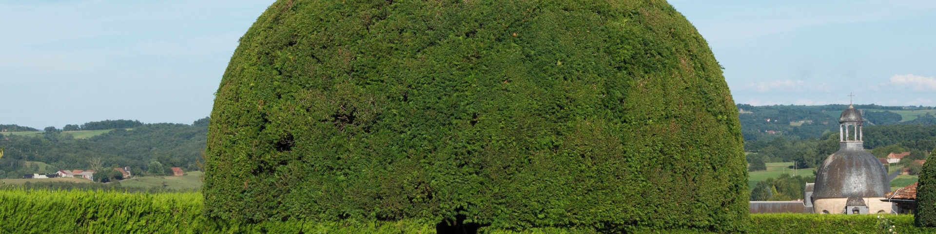 A yew tree Taxus Baccata, topiary in the gardens of Château de Hautefort. In background, a part of the Hospital. Dordogne, France.