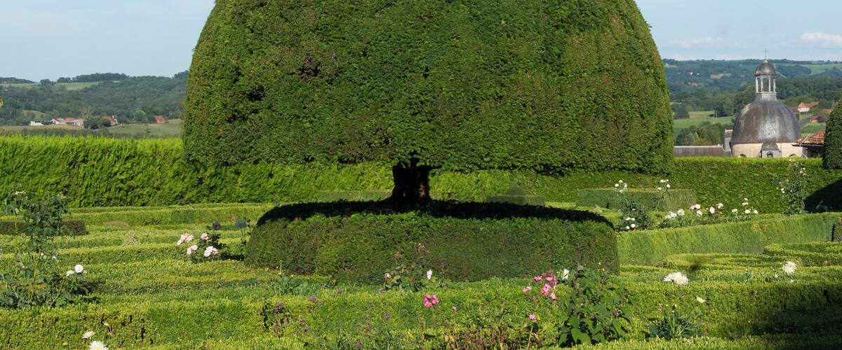 A large, perfectly shaped tree in a lush green field with a church in the background.