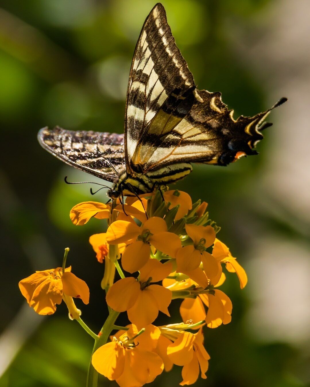 Wonderful hike along the river to the bridge. A beautiful Western Tiger Swallowtail flittering from flower to flower while enjoying a quick lunch brake. 