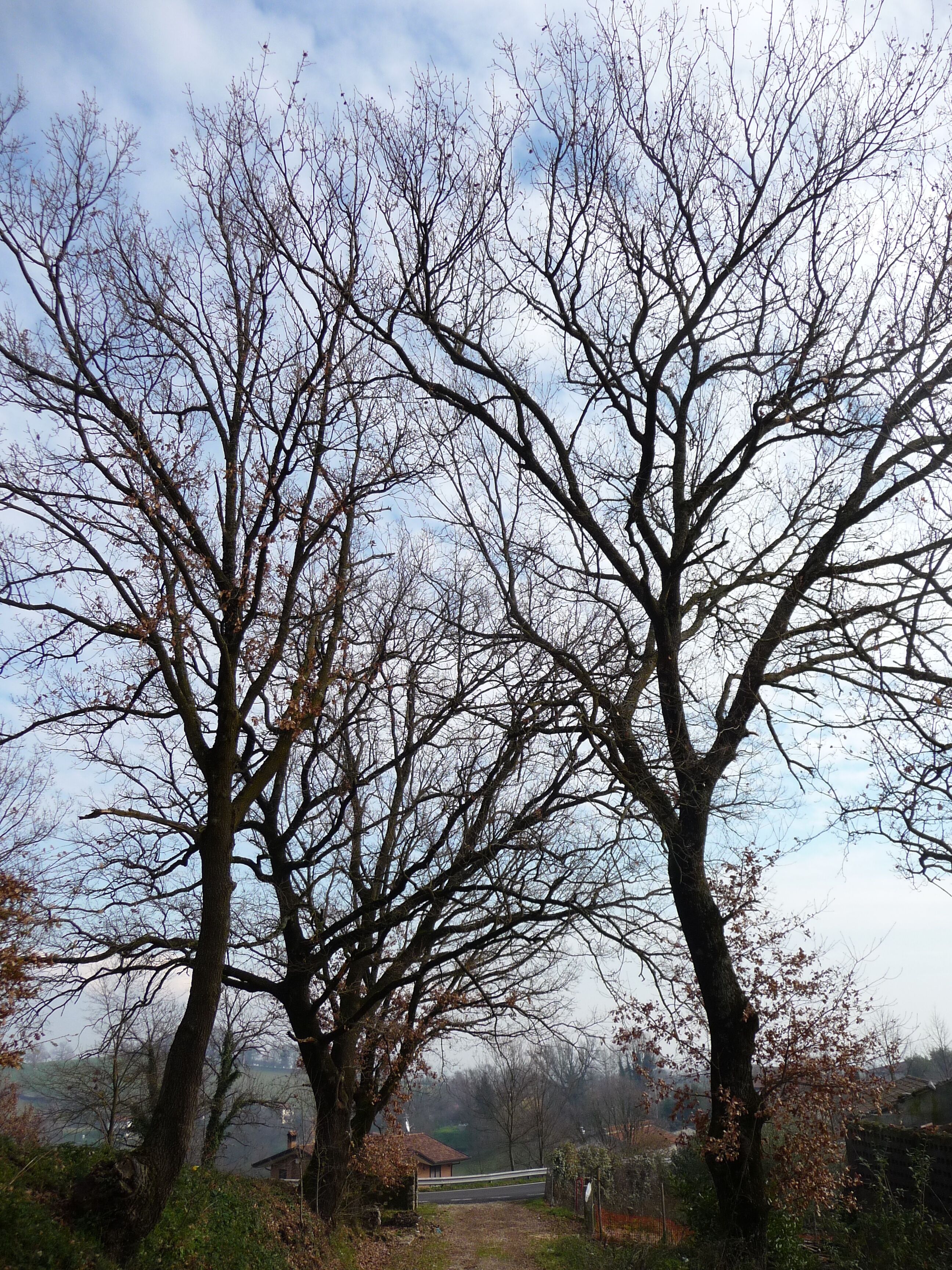 Alberi della campagna di Gavignano