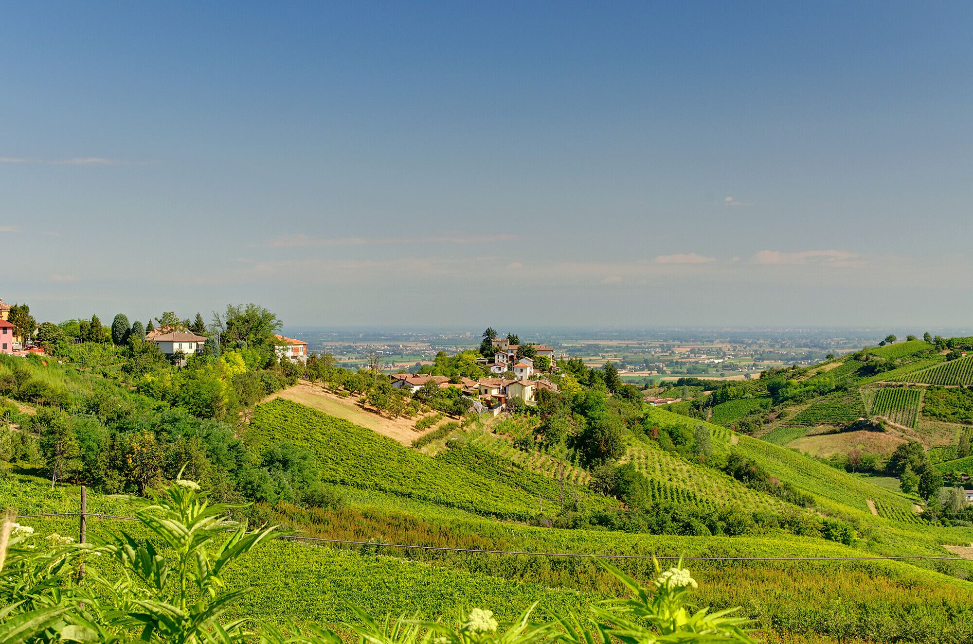 A hillside vineyard with rows of grapevines and a small village in the background.
