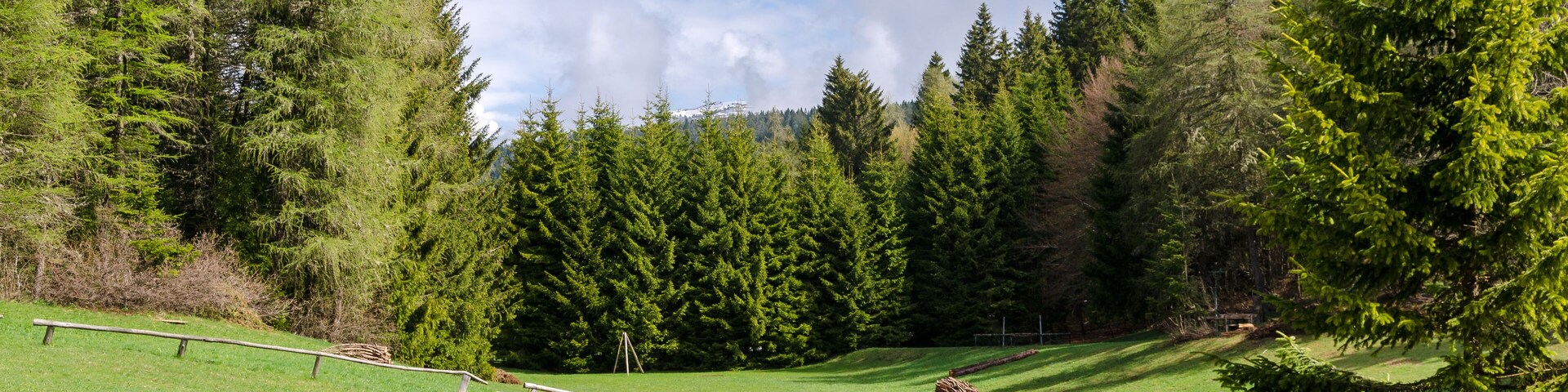 A grassy field with trees and a clear sky.