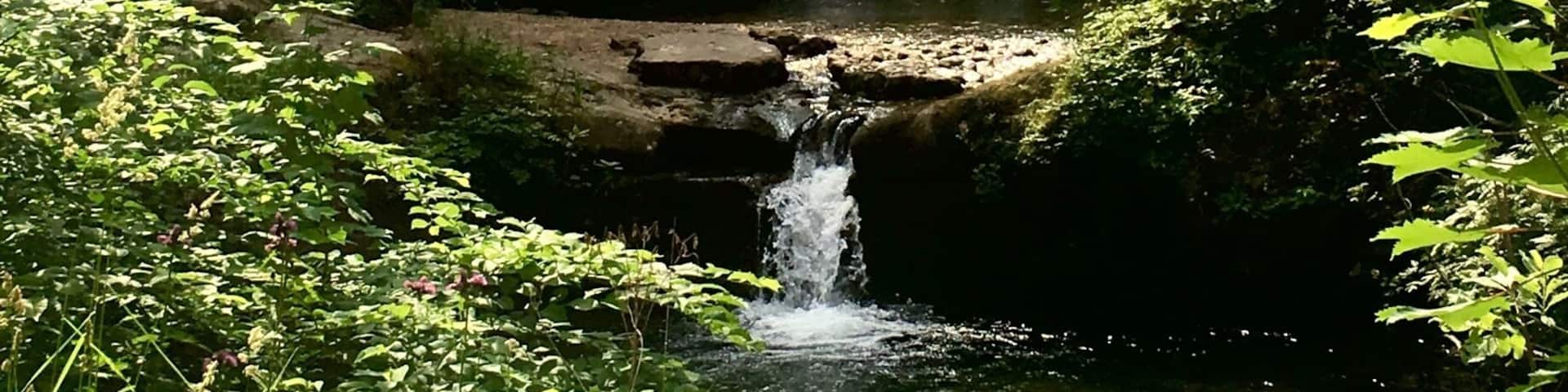 A forested area with a small waterfall.