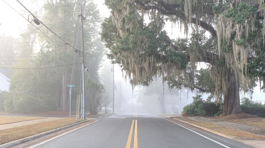 Bainbridge Georgia Fog