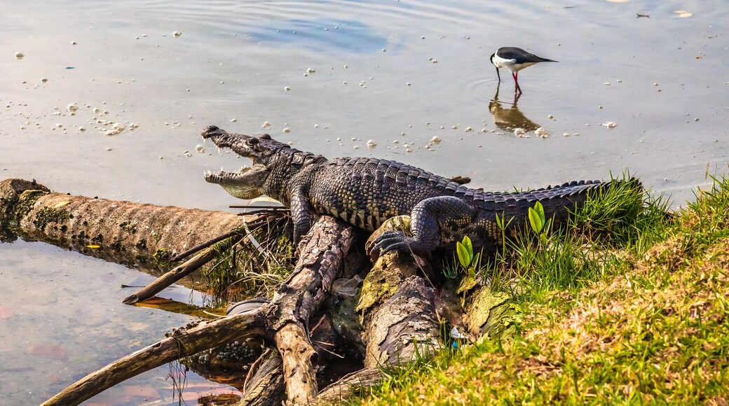 Crocodile next to black-necked stilt in Laguna del Carpintero in Tampico, Tamaulipas