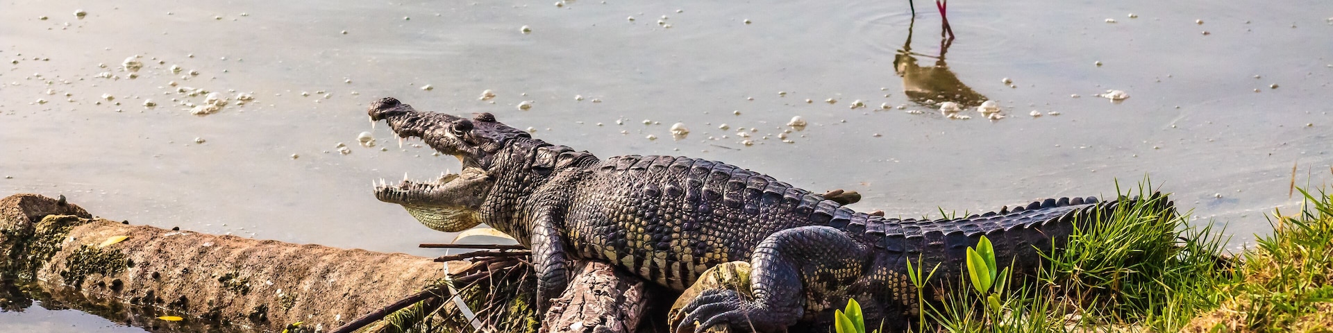 Crocodile next to black-necked stilt in Laguna del Carpintero in Tampico, Tamaulipas
