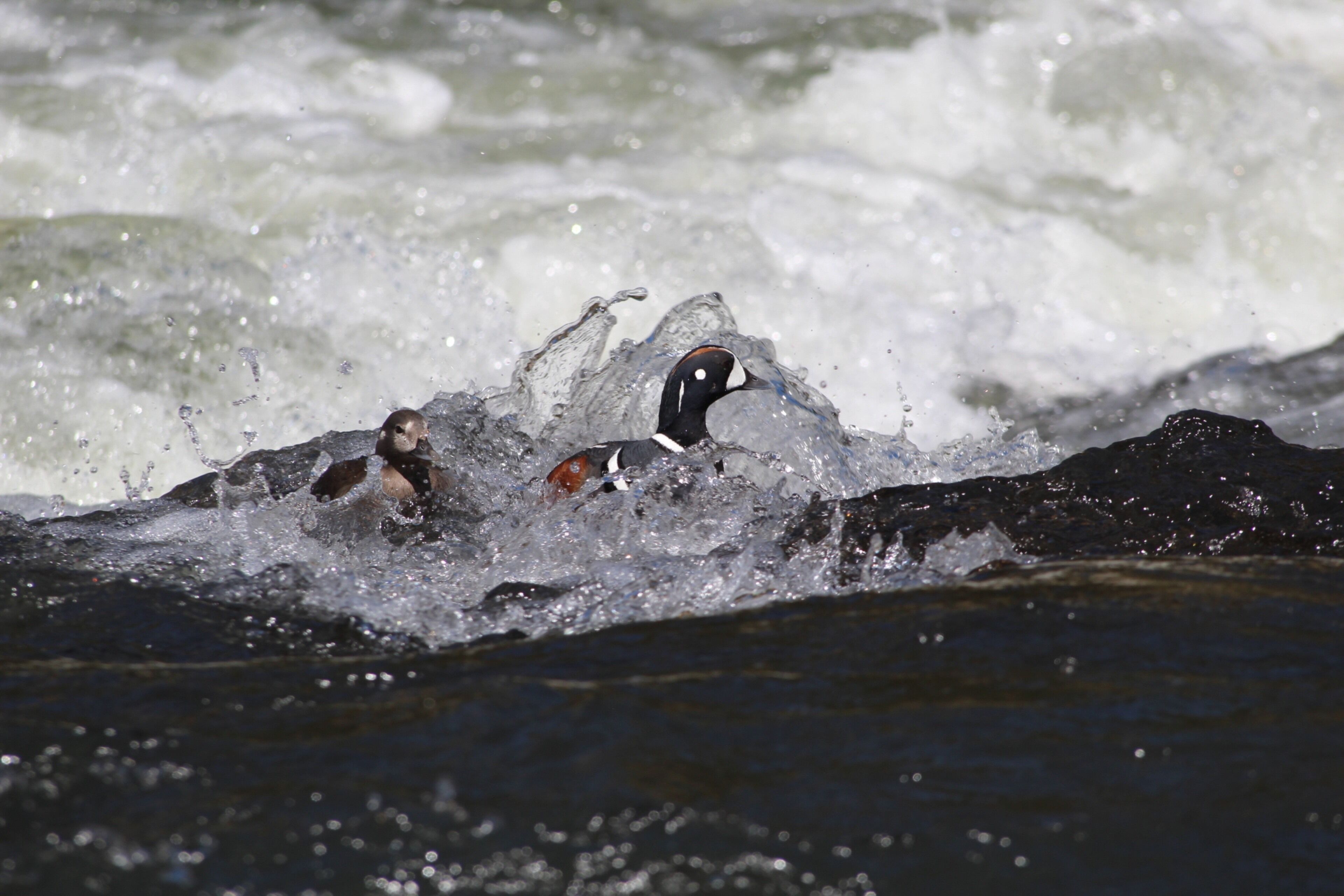A couple of mating Harlequin ducks in the LeHardy Rapids at Yellowstone National Park.  These ducks move easy through the rapids that man would struggle swimming.  Behind these two is another courting male looking to take the female away.