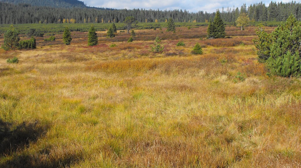 Bog Jezerní Slať in the Šumava National Park