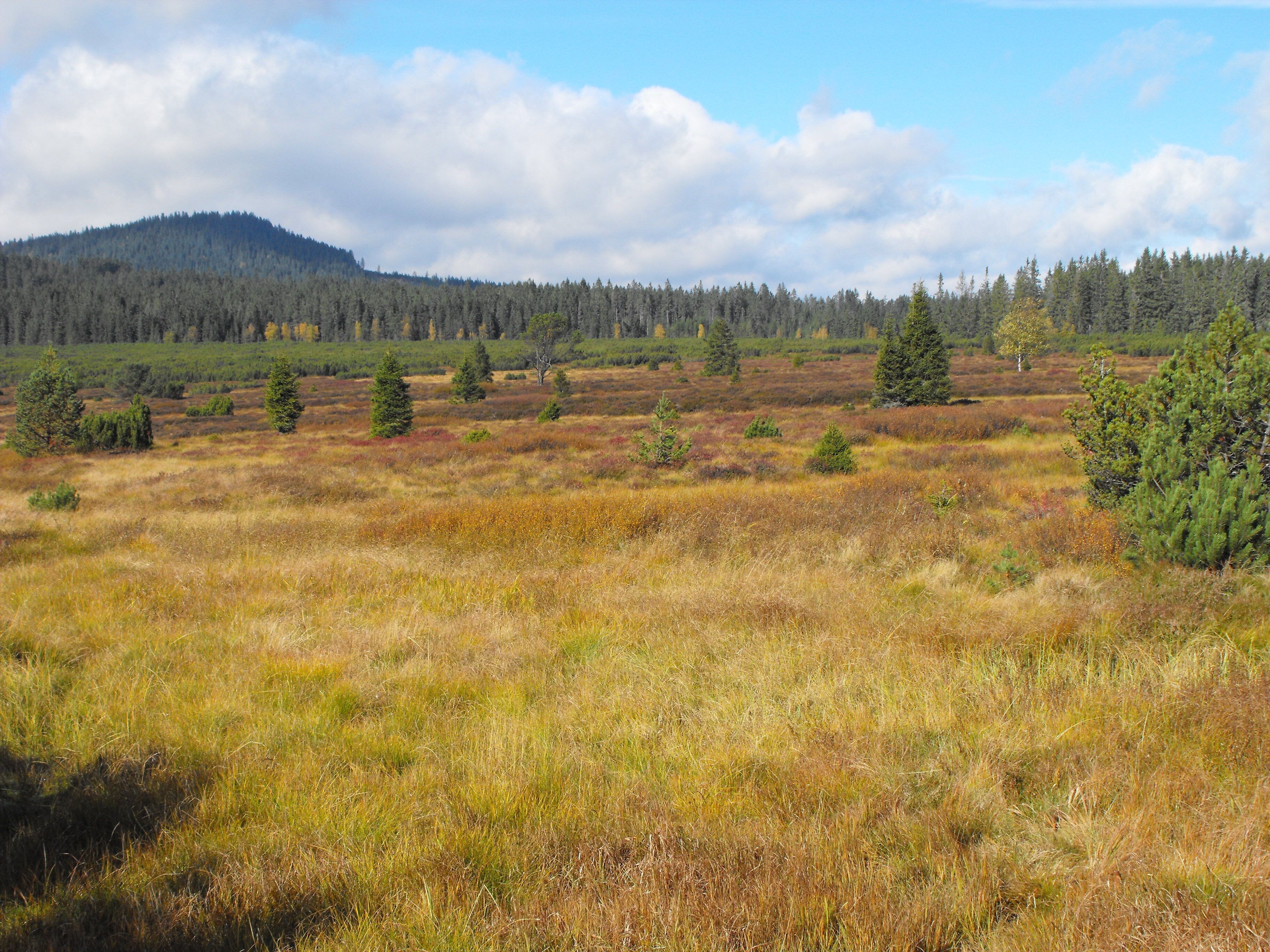 A vast open field with scattered trees and a forested mountain in the background.