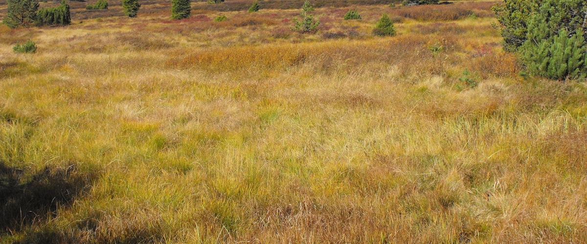 A vast open field with scattered trees and a forested mountain in the background.