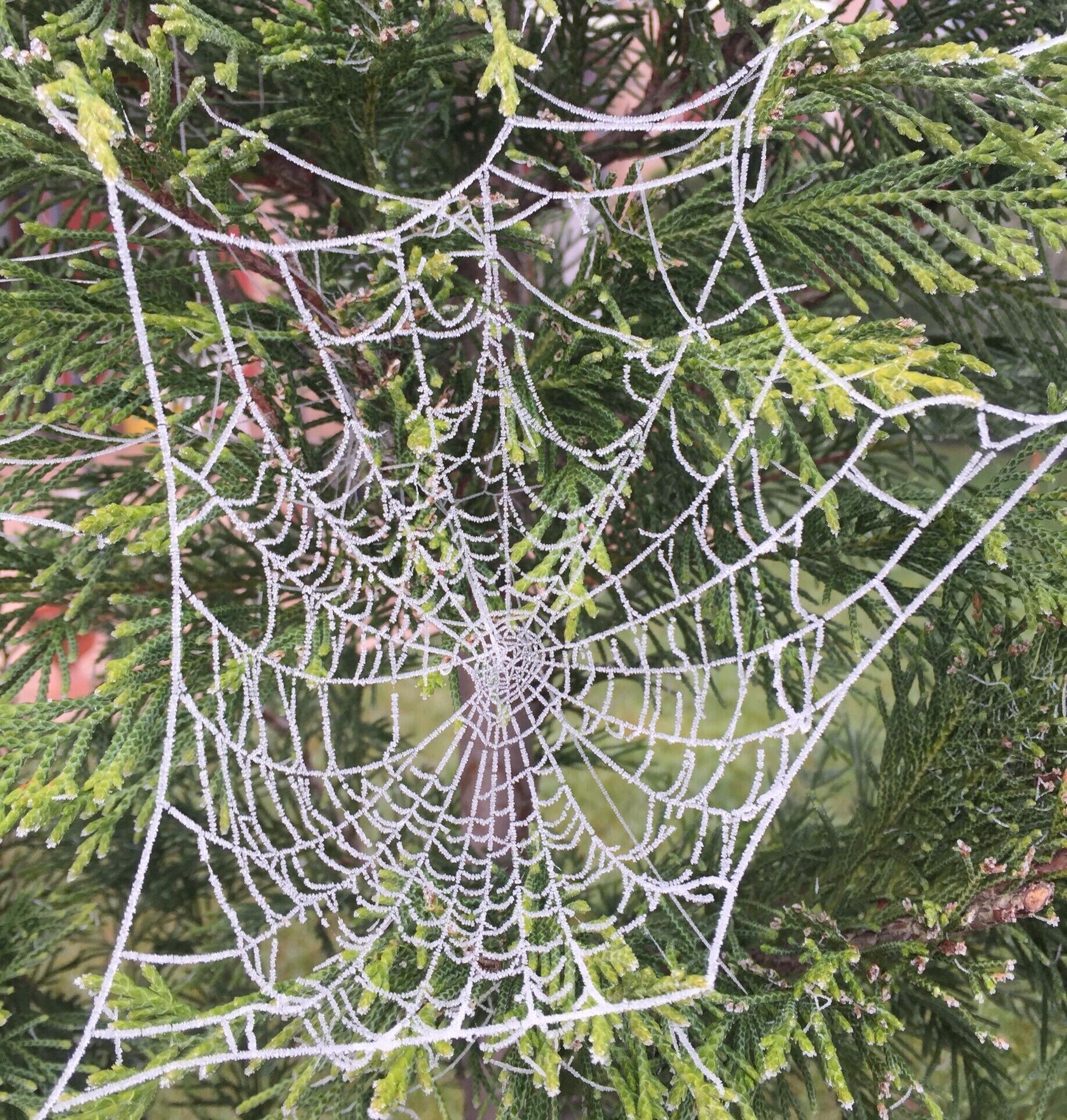 A spider web on a tree.
