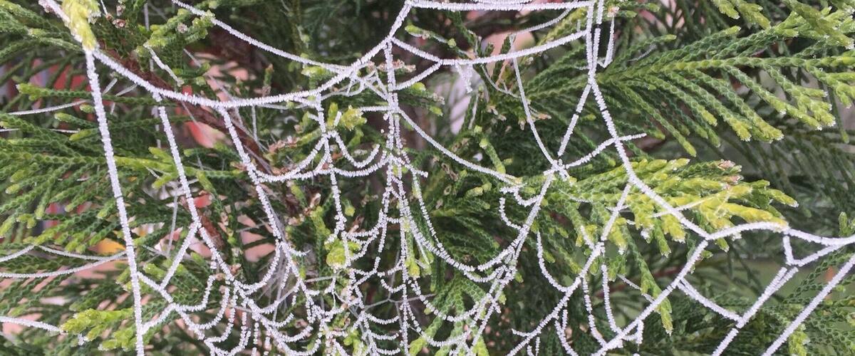 A spider web on a tree.