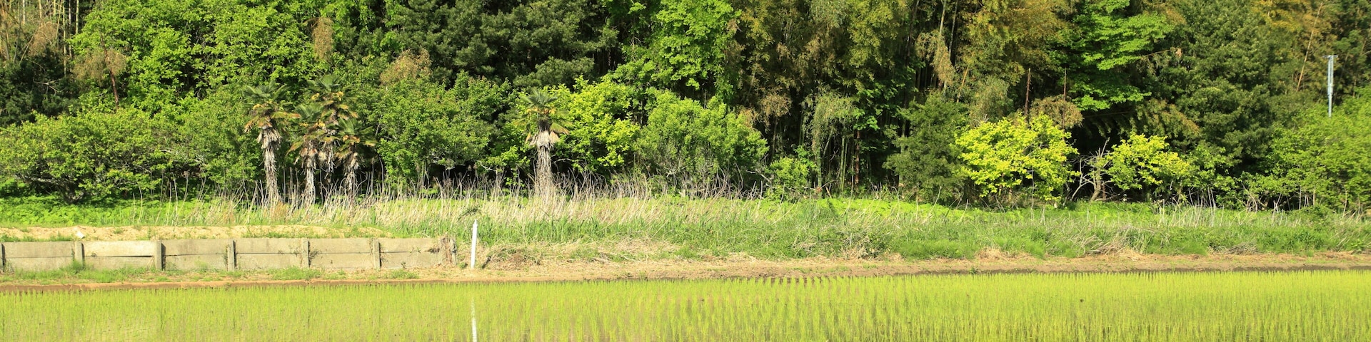 The landscape of Satoyama.The country with hills and fields, a field and a rice paddy is called Satoyama in Japan. This picture was taken in Inzai city in Chiba prefecture.