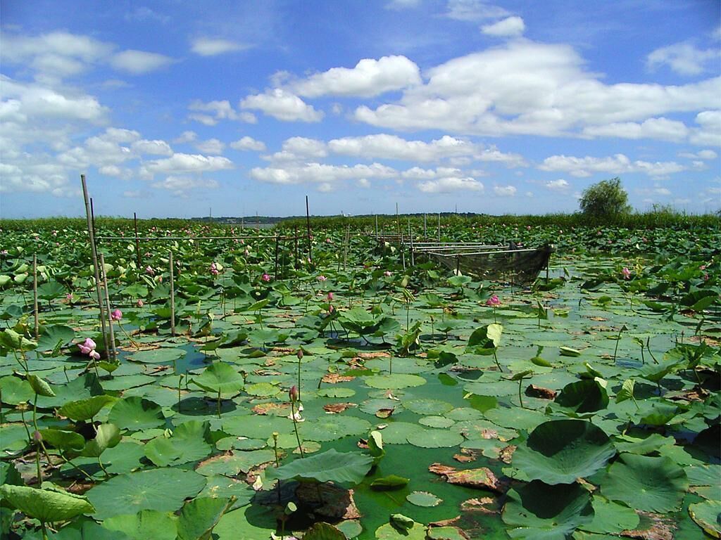 Colony of lotus (Inbanuma marsh)