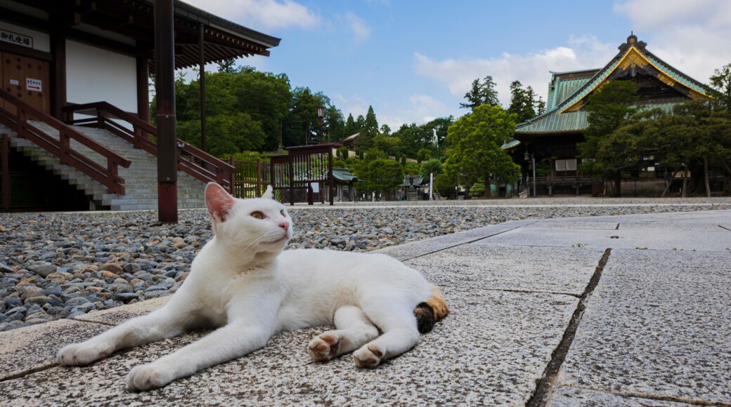 寺と猫 成田山