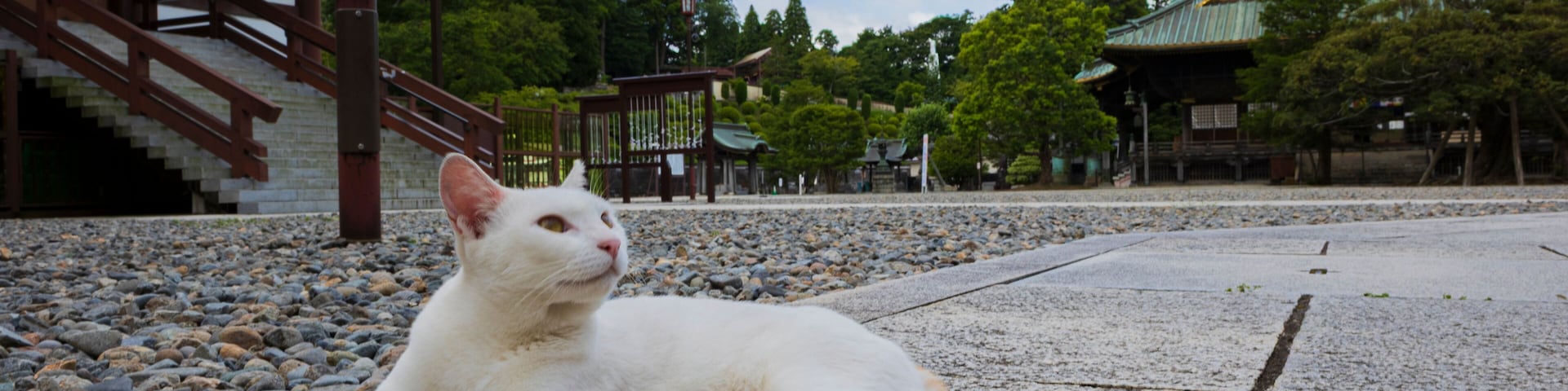 寺と猫 成田山