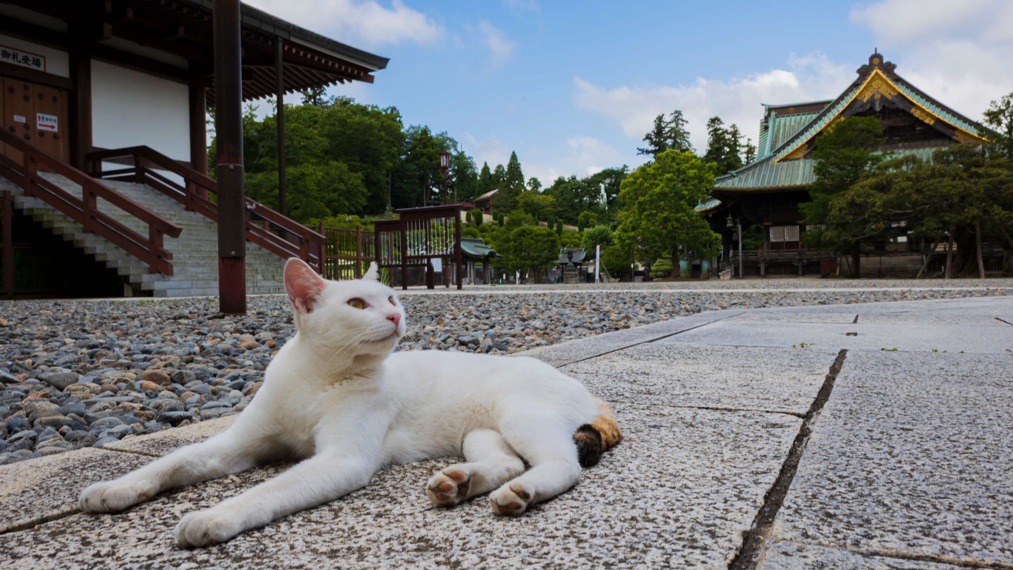 A white cat lying on a stone path in a traditional Japanese garden with a temple in the background.