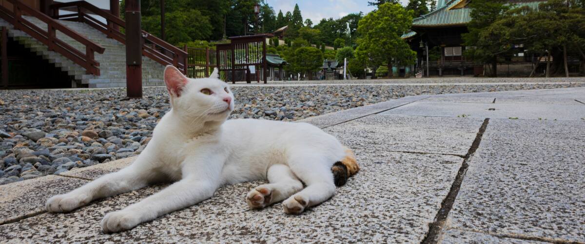 A white cat lying on a stone path in a traditional Japanese garden with a temple in the background.