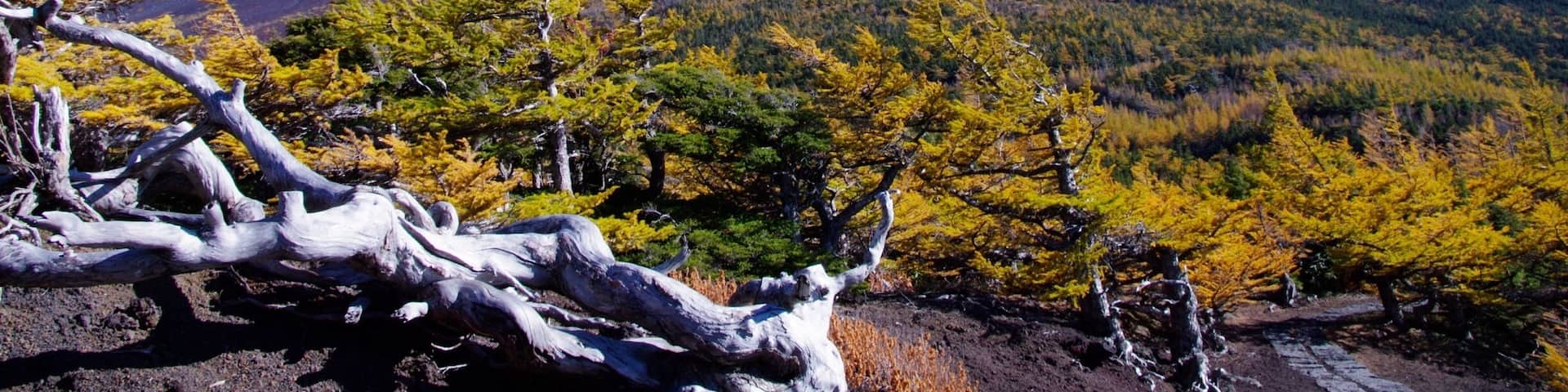 Mt. Fuji.
Seen from the 5th Station (Okuniwa Nature Park). #Mountains