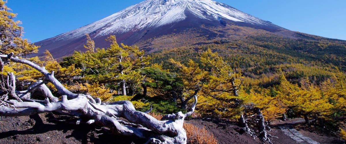 A snow-capped mountain with autumn-colored trees in the foreground.