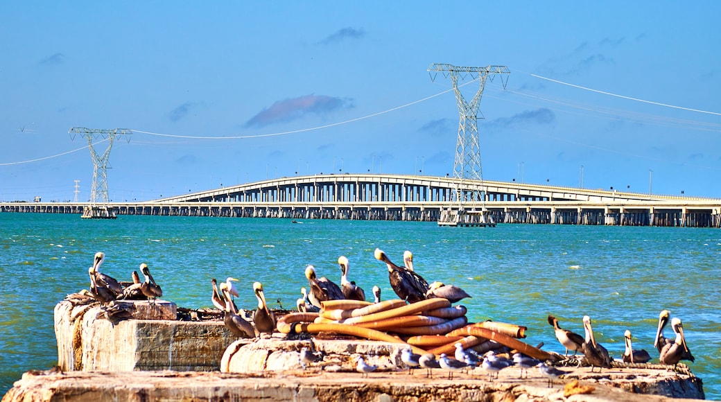 group of brown pelicans in a platform with suspension bridge and sea on the background, isla aguada campeche