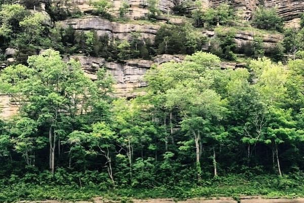 Halfway through a 3 km loop at Tom Dorman SNP you can take an offshoot down to the sandy banks and be rewarded with views from the belly of the Kentucky River Palisades. The exposed rock is beautiful and it's old. REALLY old. Half a billion years old. I'm still trying to let that number sink in. #paleozoicgeology
The walk was short, hilly, and slippery if you have knee problems begin the loop on the east side of the parking lot your joints will thank you once you make it to the stairs.