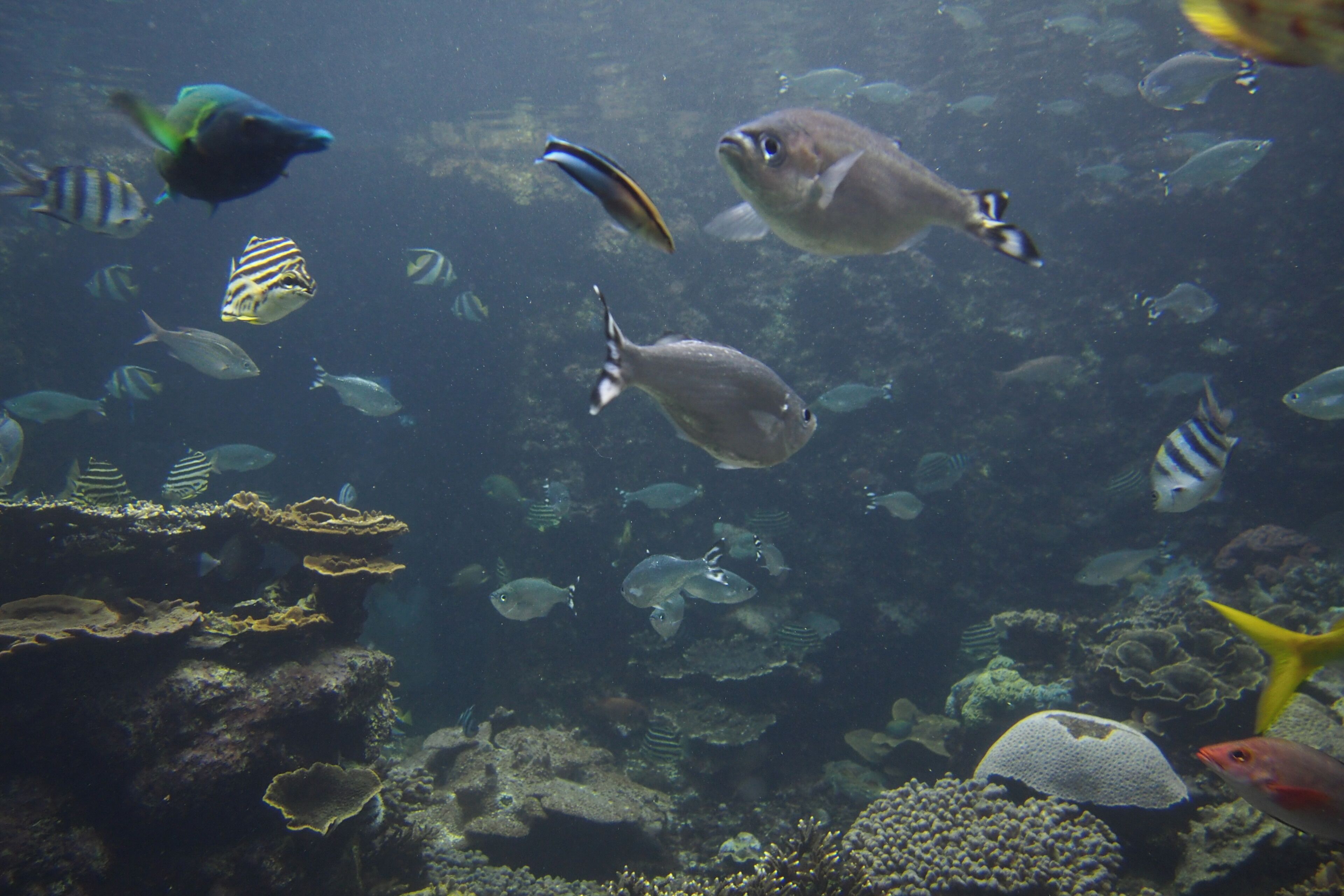 aquarium introduces native sea animals.