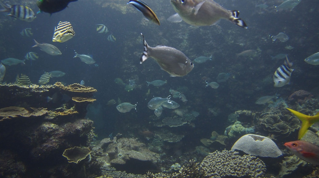 aquarium introduces native sea animals.