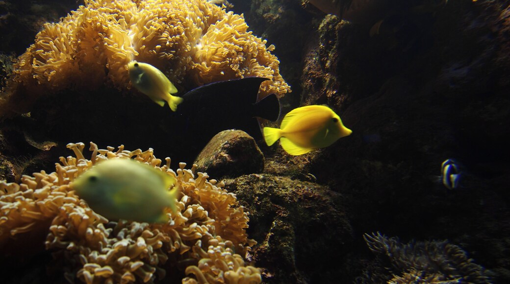 aquarium introduces native sea animals.