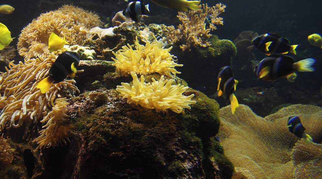 aquarium introduces native sea animals.