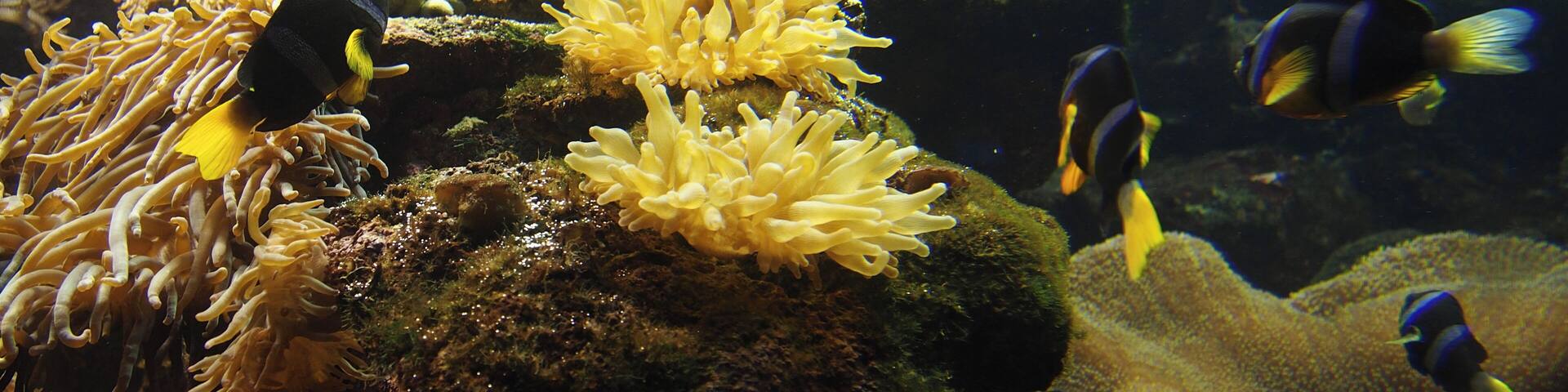 aquarium introduces native sea animals.