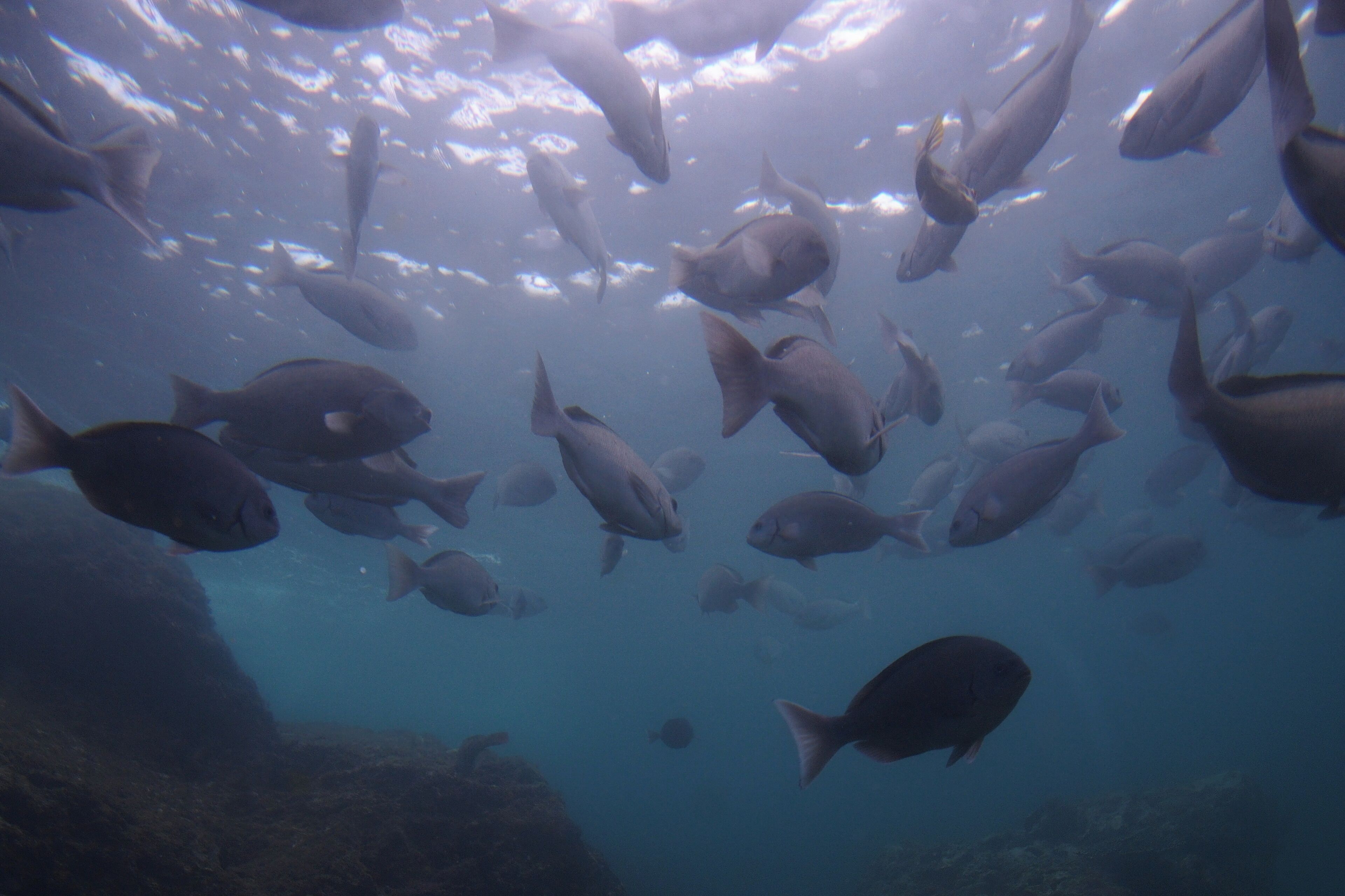 view from under sea room.