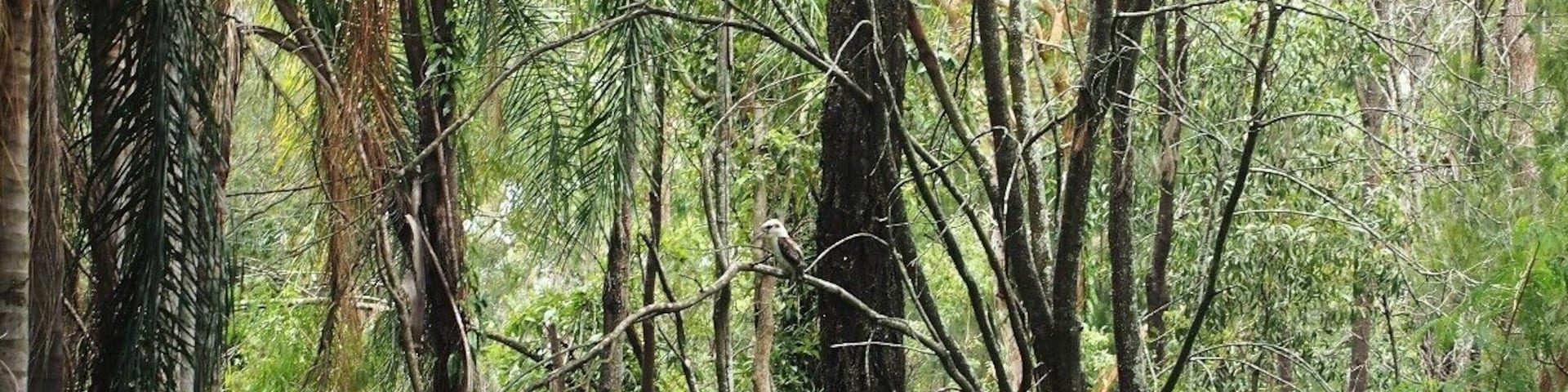 A Kookaburra at Calamvale District Park. You can walk in this small creek. Kookaburras are the most common creature.
Probably, not a must visit place. But if you stay somewhere near Calamvale, it might be worth to have a little walk in this park.