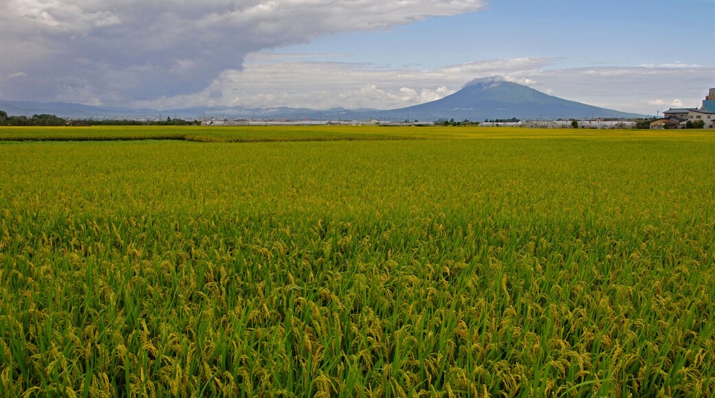 平川散歩・稲穂と岩木山