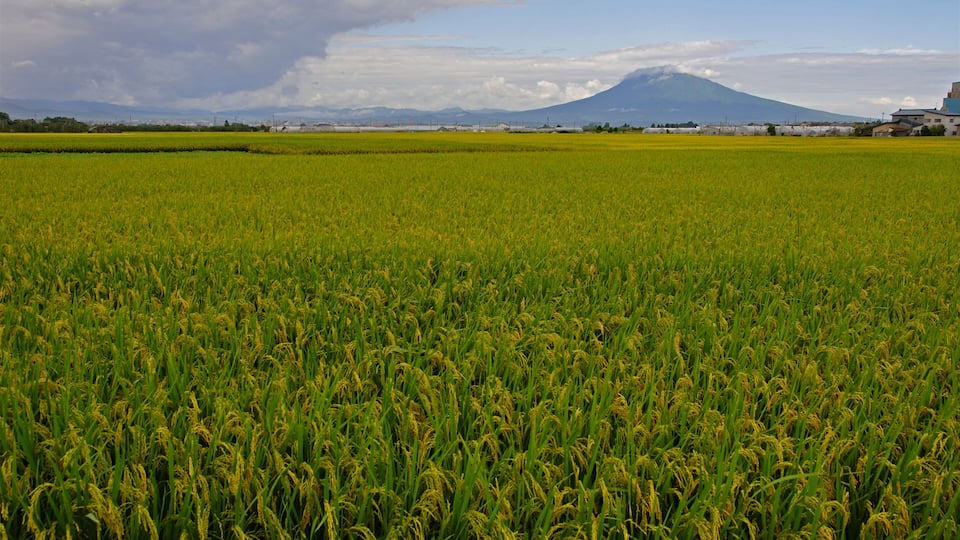 平川散歩・稲穂と岩木山
